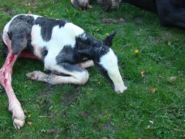 Irish Cob columbus ( solgt ) billede 2