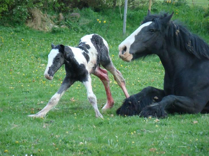 Irish Cob columbus ( solgt ) billede 3