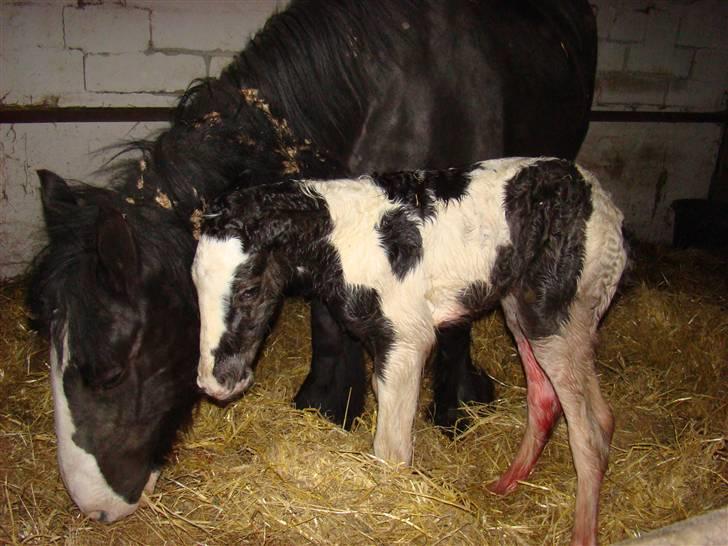 Irish Cob columbus ( solgt ) billede 4