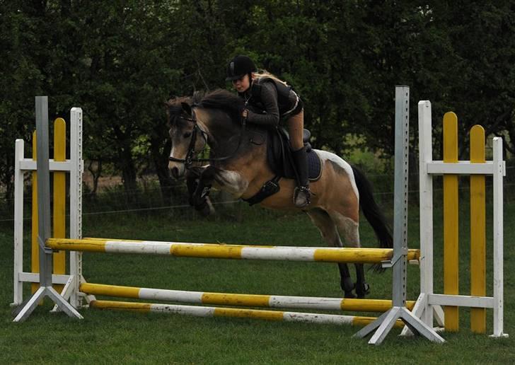 Welsh Partbred (Sec F) Rosengårdens Kasanova - Foto Jani Pedersen mig og don springer oppe i terrænet på fjelsted rideklub billede 18