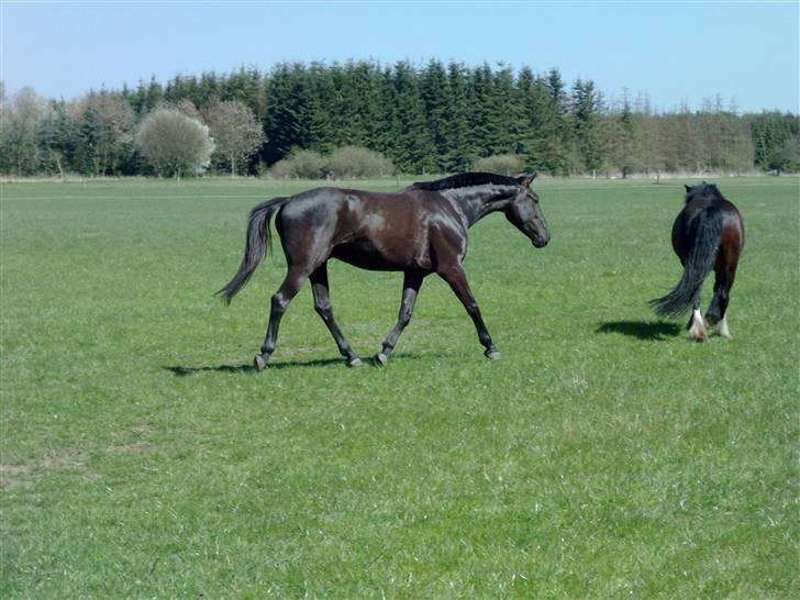 Anden særlig race Micado - Indgræsning på sommerfolden april 2009 billede 14