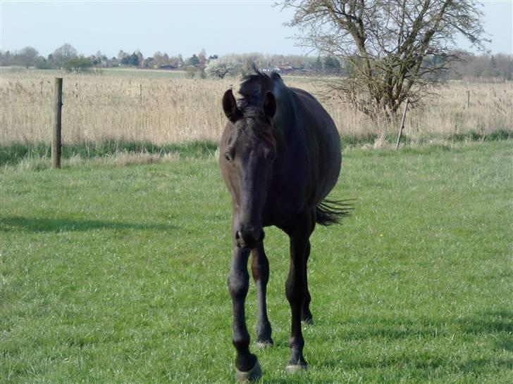 Anden særlig race Micado - Min smukke hest 260409 billede 15