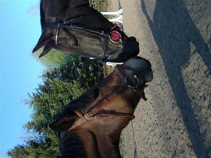 Anden særlig race Micado - Zorro og Micado hilser pænt  billede 16