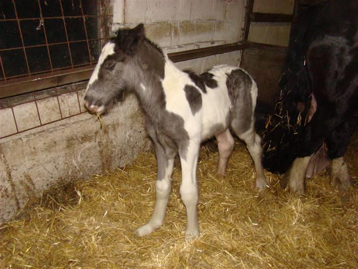 Irish Cob columbus ( solgt ) billede 5