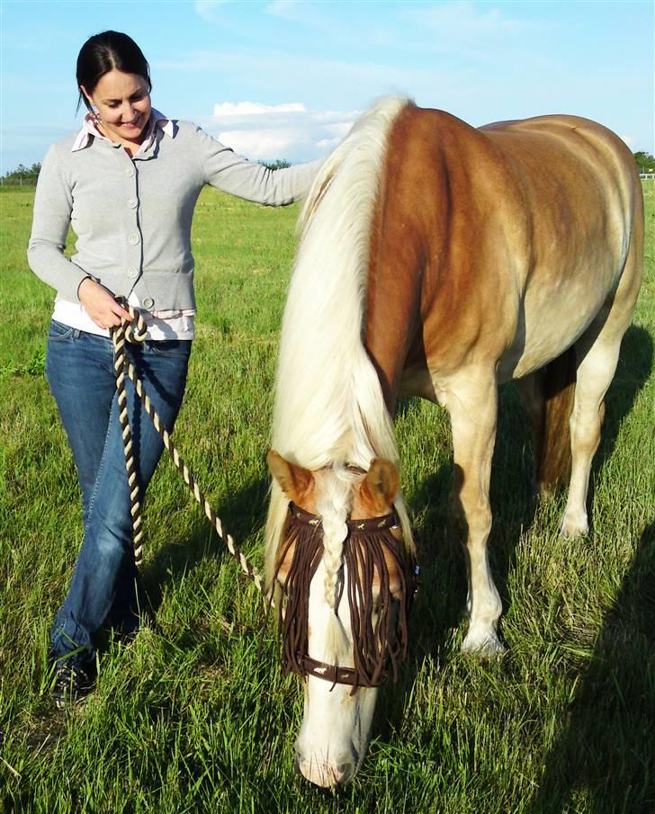 Haflinger Stardust - Græstur billede 2