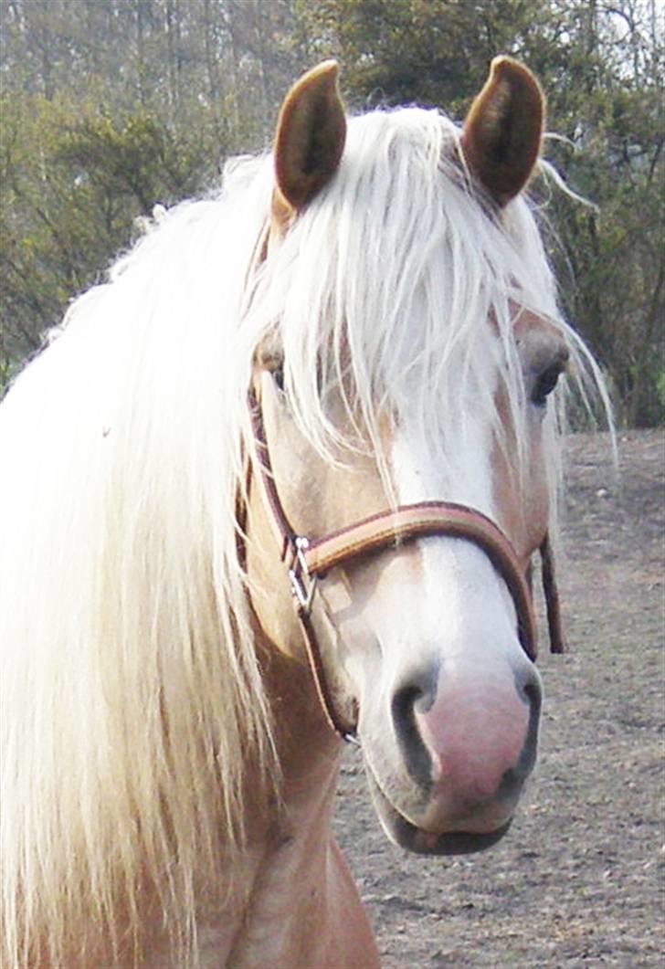Haflinger Stardust - Smukke pony billede 3