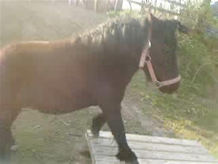 Anden særlig race Olga *solgt* billede 10