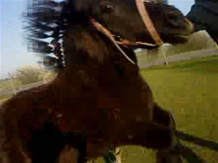 Anden særlig race Olga *solgt* billede 13