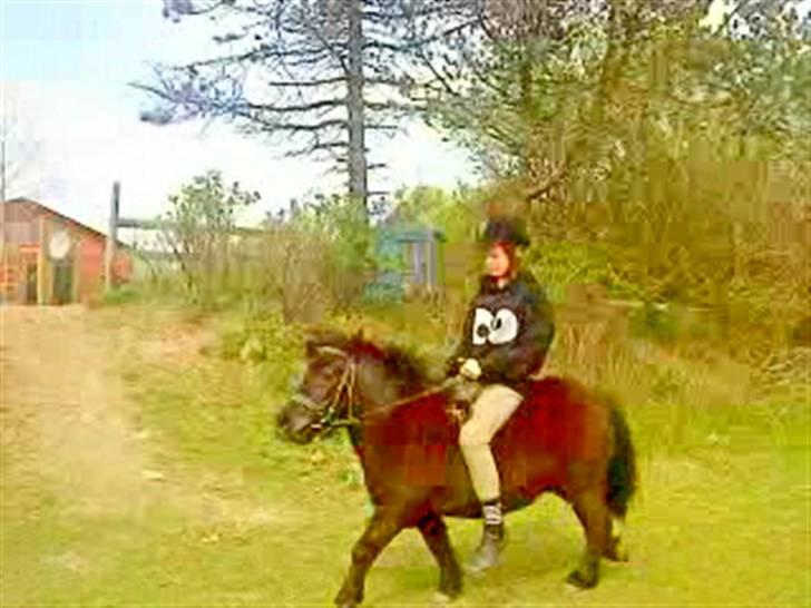 Anden særlig race Olga *solgt* billede 15