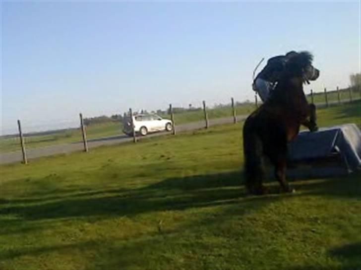 Anden særlig race Olga *solgt* billede 17