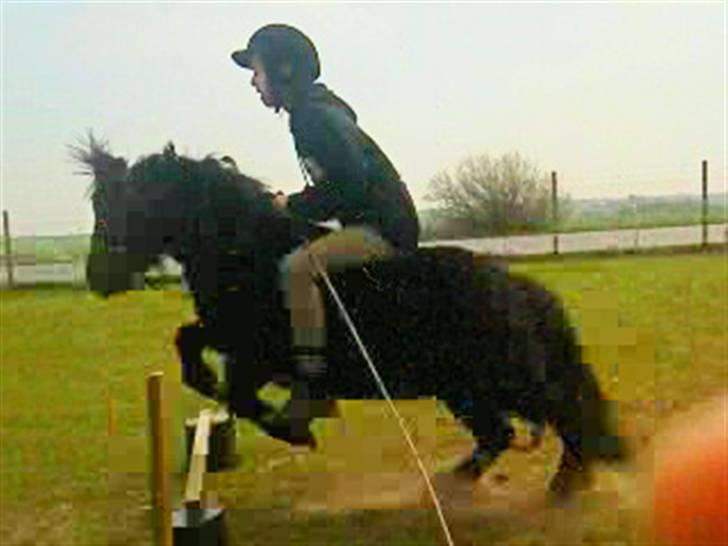 Anden særlig race Olga *solgt* billede 19