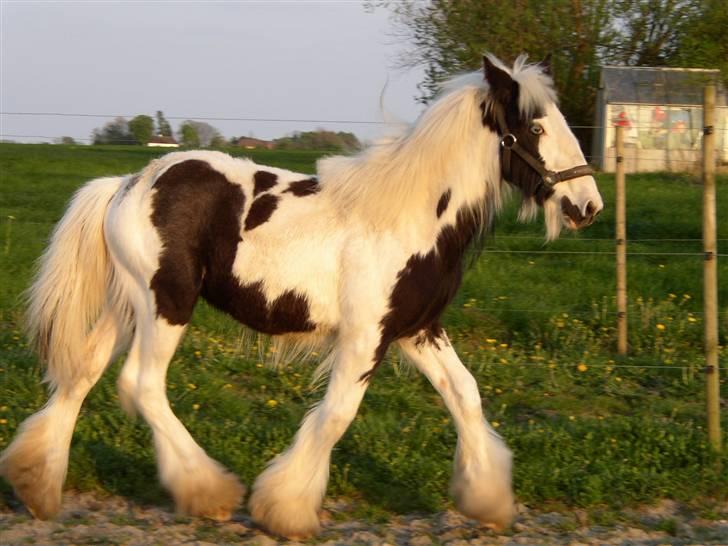 Tinker RAVEL OF ROMANY VANNER billede 1