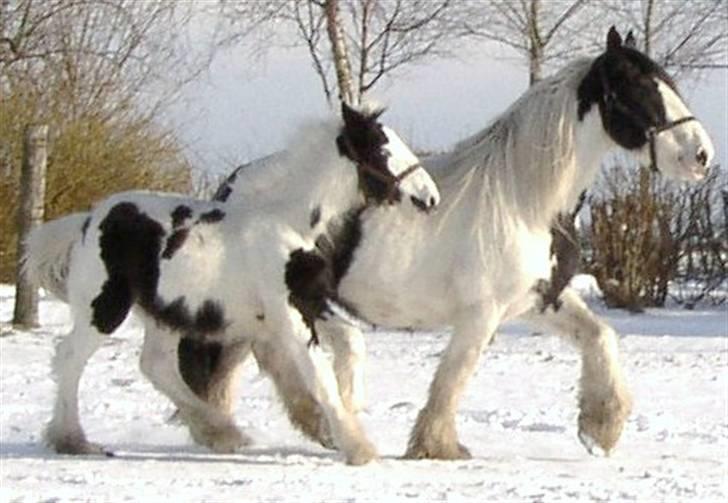 Tinker RAVEL OF ROMANY VANNER billede 2