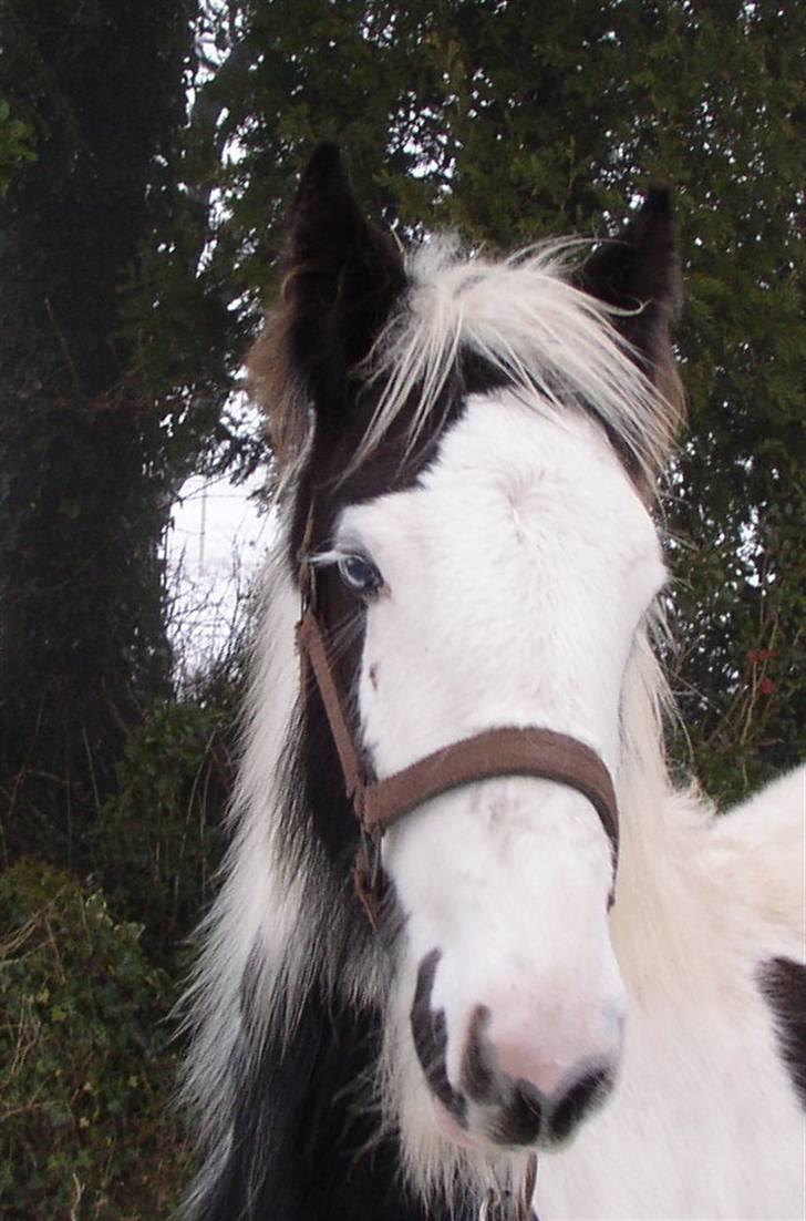 Tinker RAVEL OF ROMANY VANNER billede 3