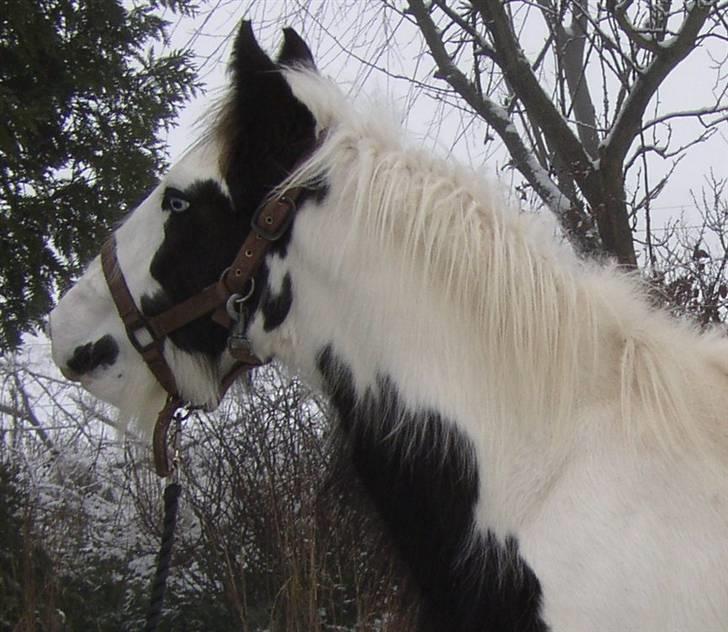 Tinker RAVEL OF ROMANY VANNER billede 4