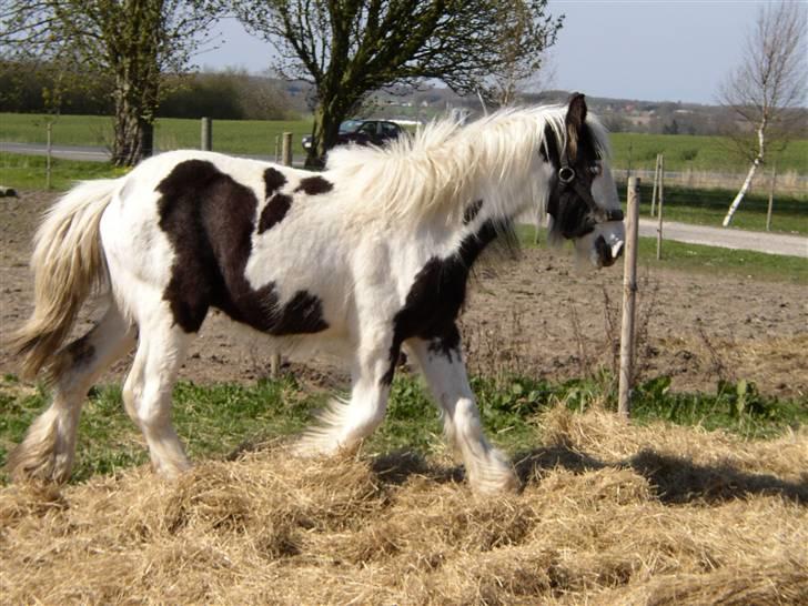 Tinker RAVEL OF ROMANY VANNER billede 5