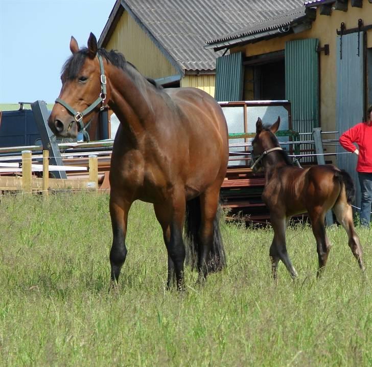 Oldenborg Linel Farmer billede 17