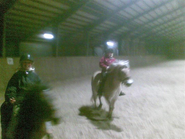 Fjordhest sofie (slogt) billede 16