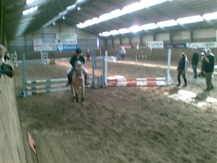 Fjordhest sofie (slogt) billede 17