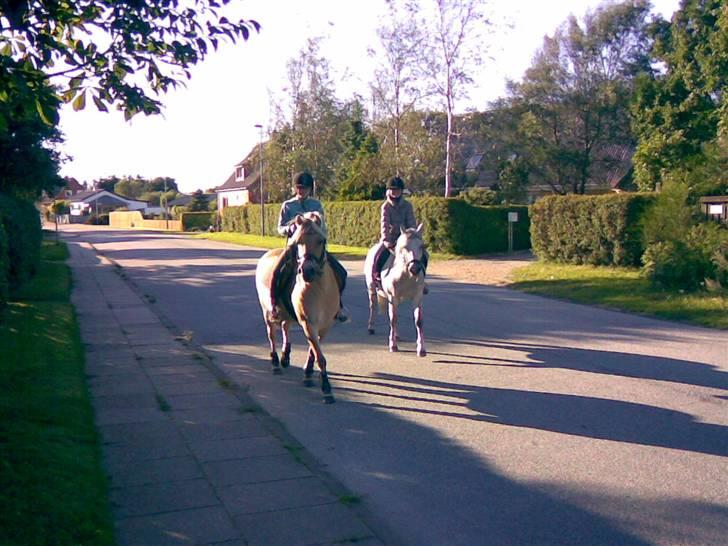 Fjordhest sofie (slogt) billede 18