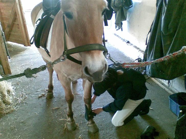 Fjordhest sofie (slogt) billede 19