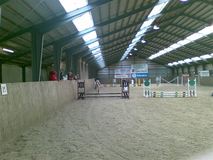 Fjordhest sofie (slogt) billede 20