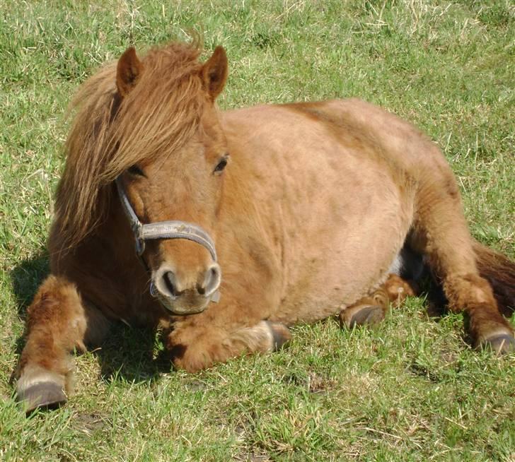 Shetlænder Hedelunds Anja - Da Anja begyndte at smide alt den hæslige og loppebefængte pels, det første forår jeg havde hende :S! 2009 billede 11