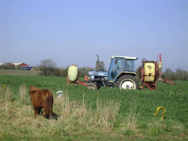 Shetlænder Mette - Mette-vagt-vovse løber efter den grumme traktor. maj 09 billede 6