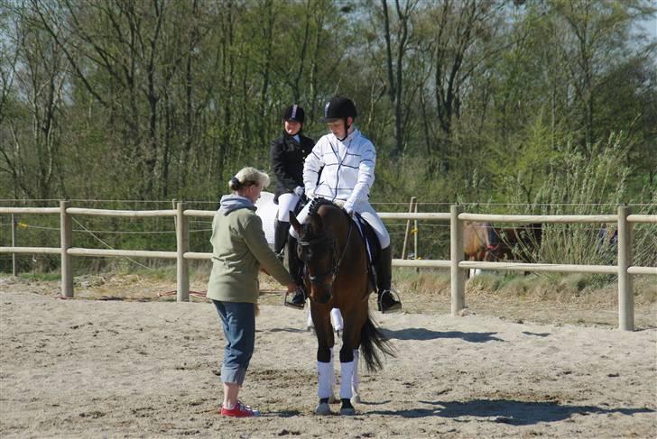 Hollandsk Sportspony Oscar sendt væk for alvor billede 13