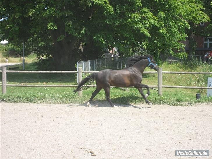 Welsh Pony (sec B) Bjerregaards Valentin (Valle) - Super galop! <3 billede 12