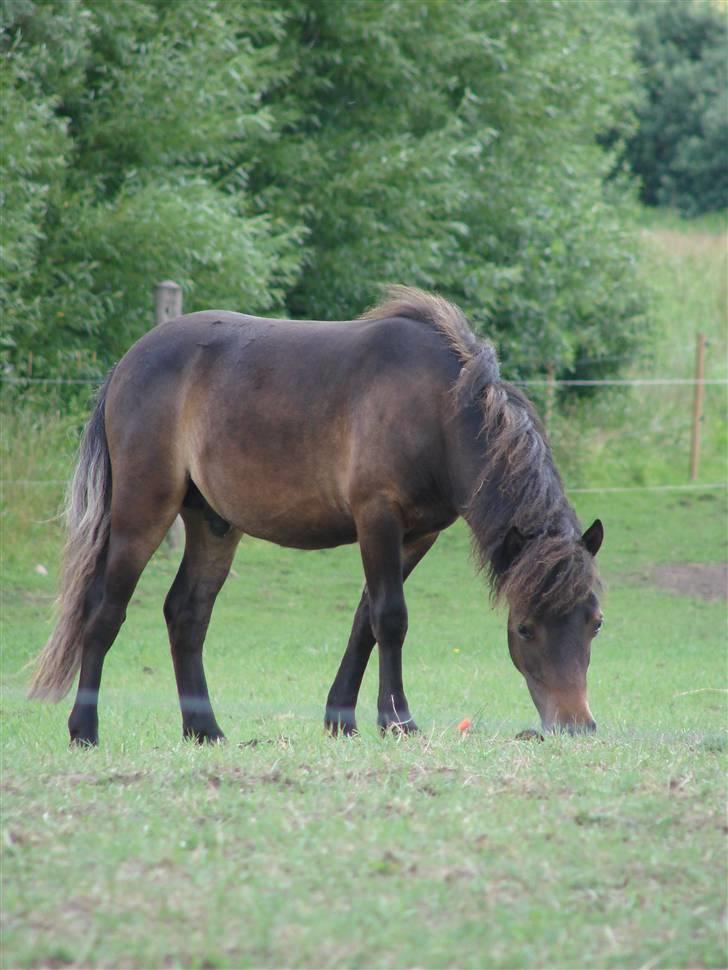 Shetlænder Pedro *Solgt* - Juli 2009 billede 1