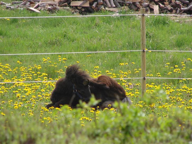Shetlænder Pedro *Solgt* - ja man må jo sorinere sig lidt en gang imellem ;-) billede 2