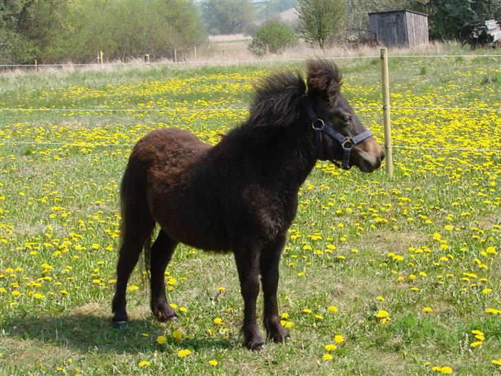 Shetlænder Pedro *Solgt* billede 3