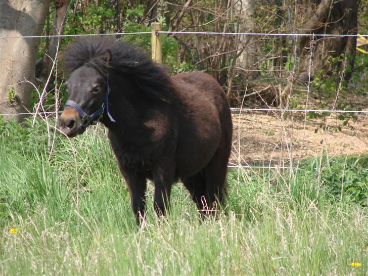 Shetlænder Pedro *Solgt* billede 4
