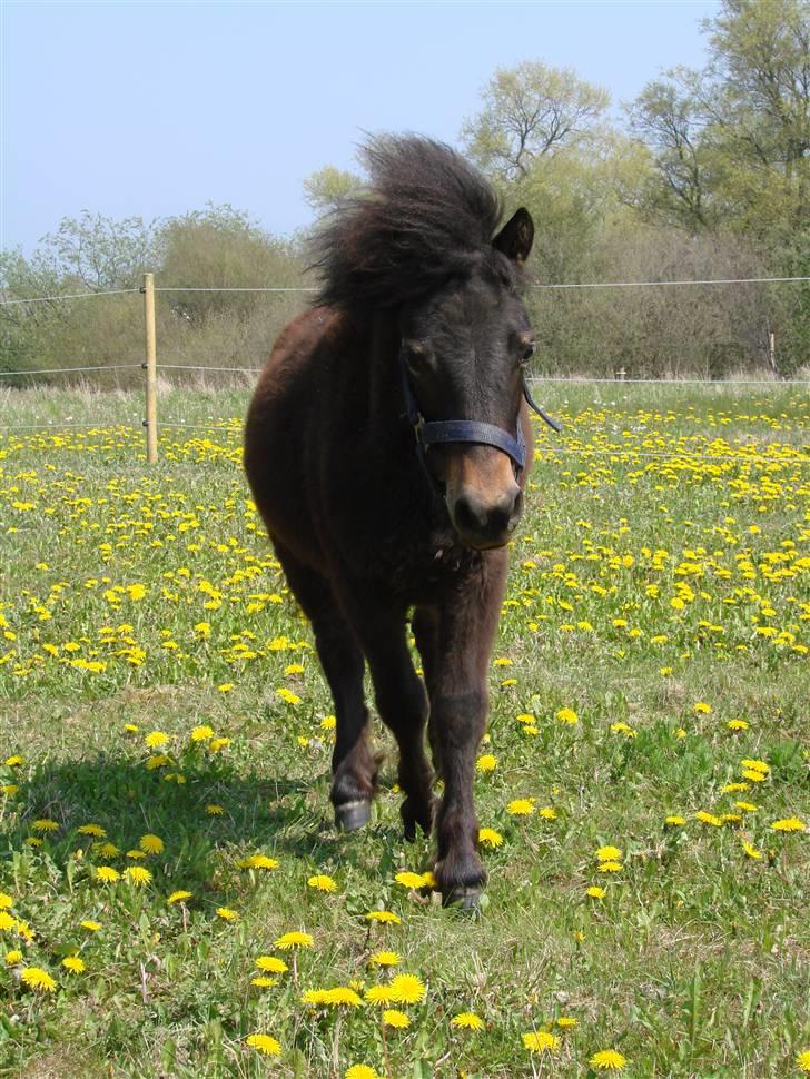 Shetlænder Pedro *Solgt* billede 5