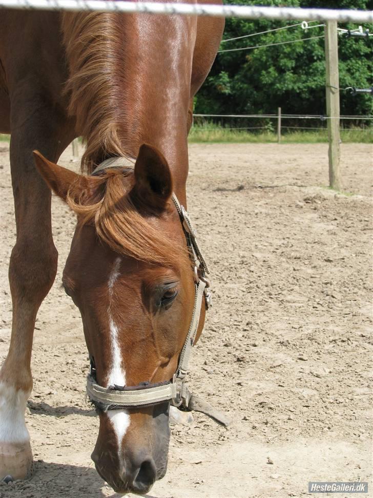 Anden særlig race Jamie - jamie (min part) ´HØRS´ billede 3