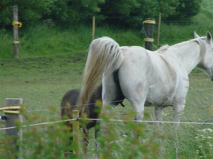 Shetlænder Pedro *Solgt* - nårg nu abita alligevel er hestegal - så er det vel lovligt at snuppe sig en tår mælk, når hun så´n forlanger, at jeg skal forfølge hende :-) billede 6