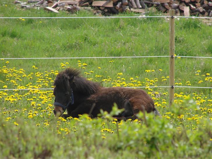 Shetlænder Pedro *Solgt* billede 7