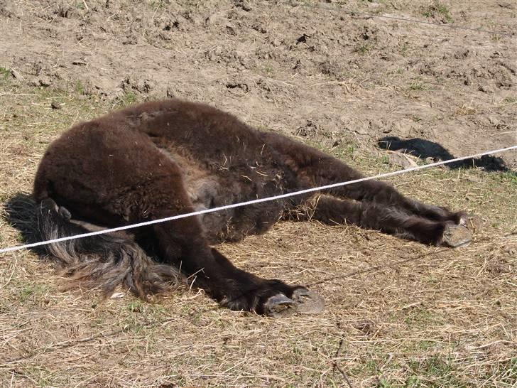 Shetlænder Pedro *Solgt* billede 8