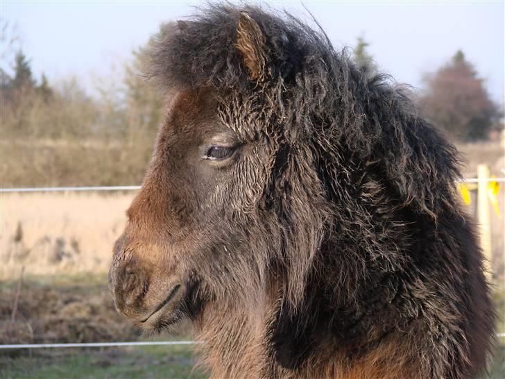 Shetlænder Pedro *Solgt* - sådan så han ud, da han kom hjem.. billede 9