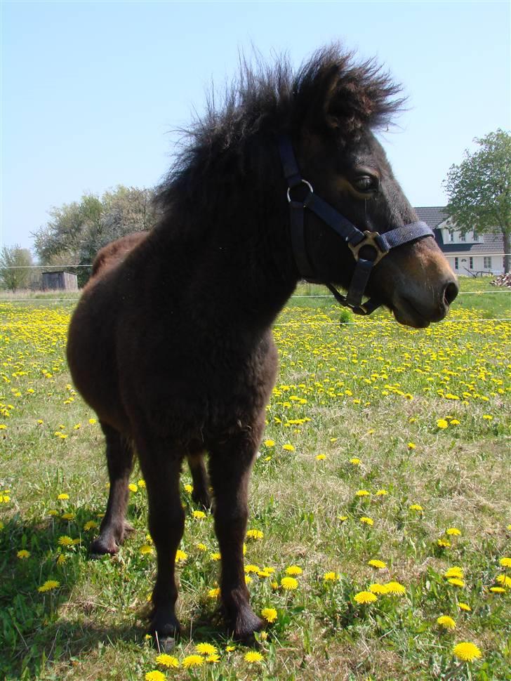 Shetlænder Pedro *Solgt* billede 10