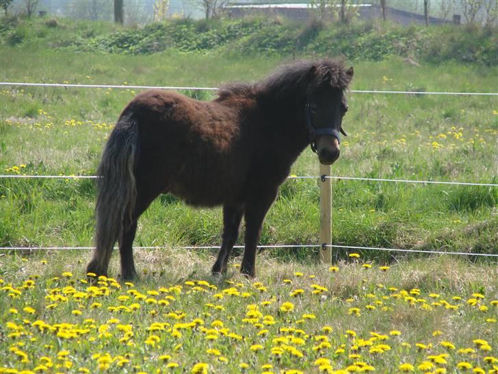 Shetlænder Pedro *Solgt* billede 11