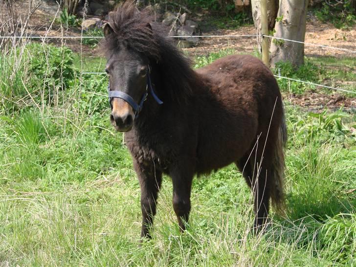 Shetlænder Pedro *Solgt* billede 12