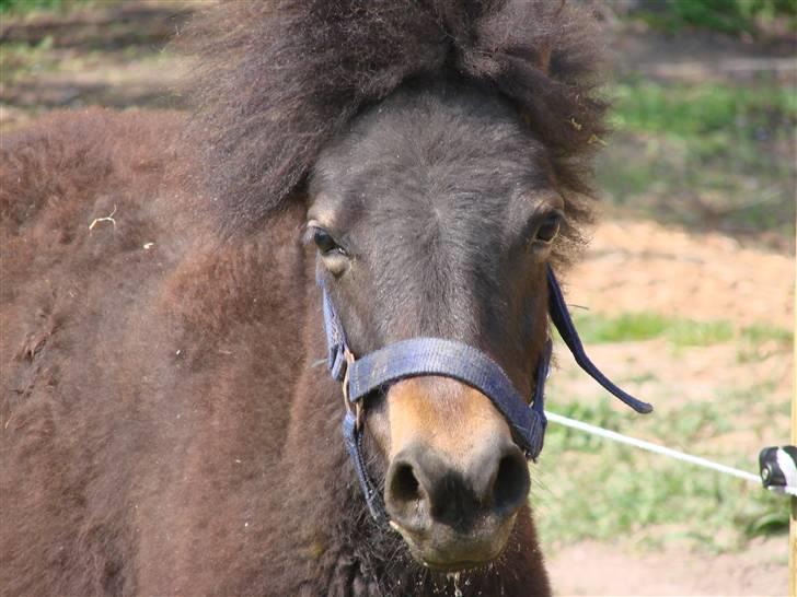 Shetlænder Pedro *Solgt* billede 13