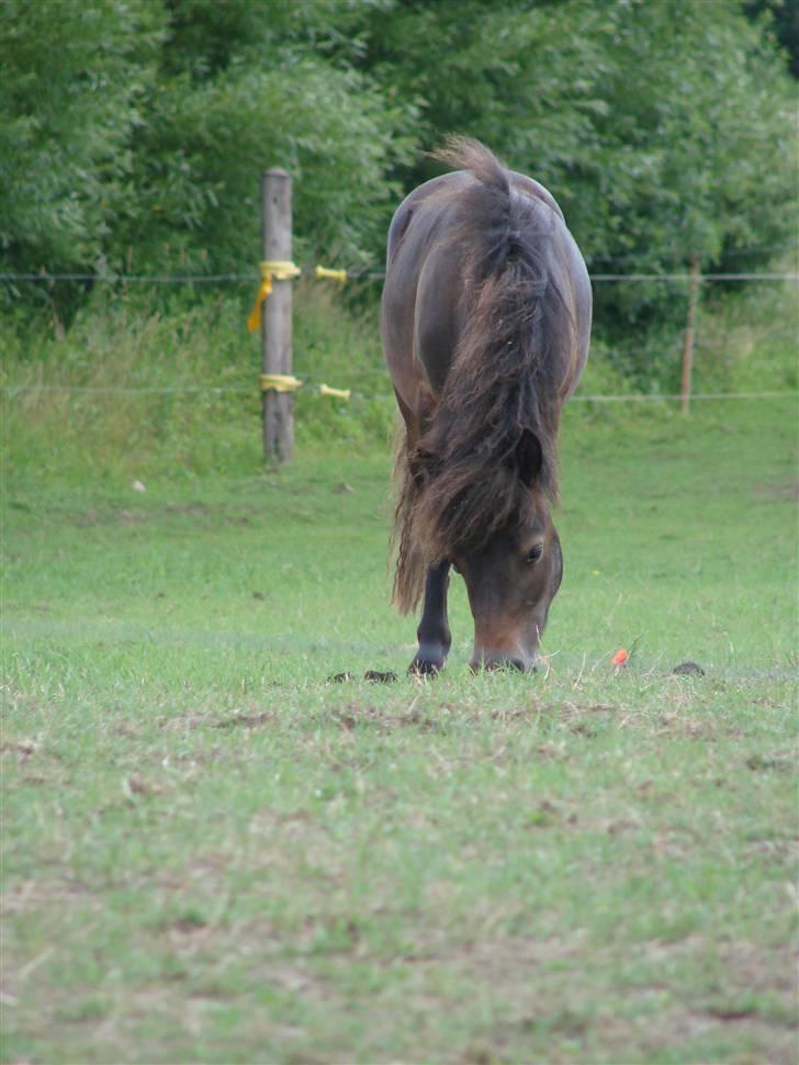 Shetlænder Pedro *Solgt* - Juli 2009 billede 14