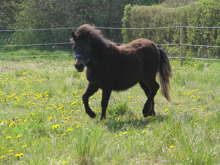 Shetlænder Pedro *Solgt* billede 15