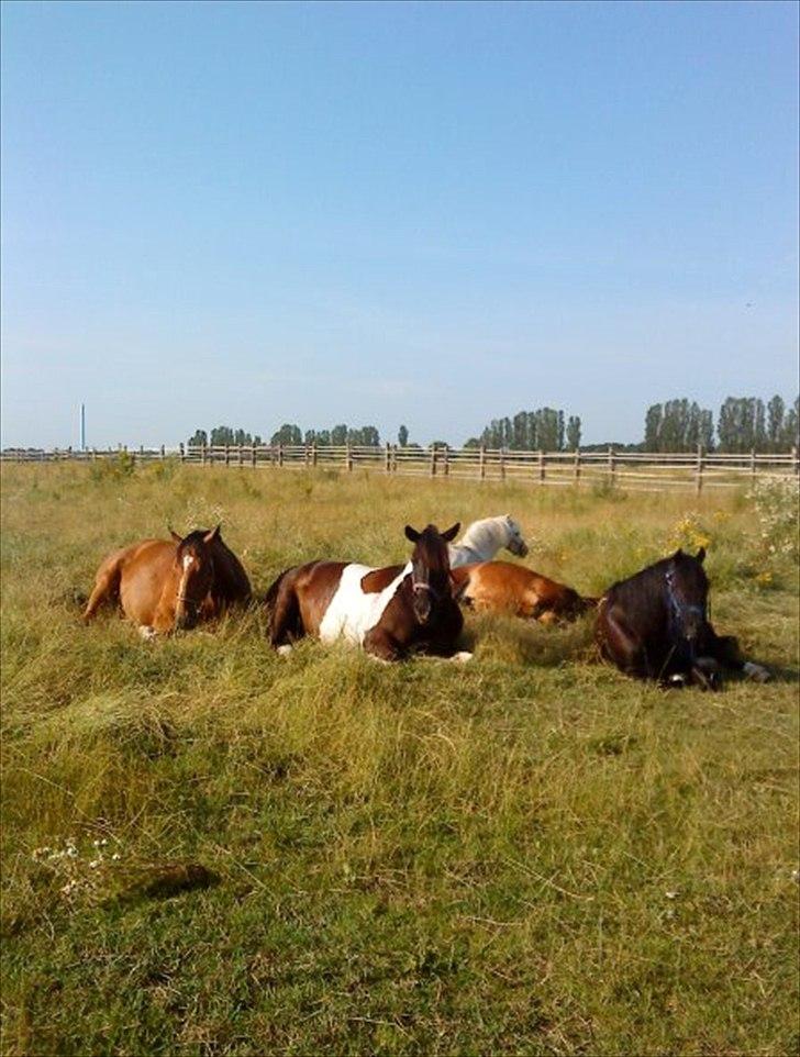 Welsh Pony (sec B) Bjerregaards Valentin (Valle) - På sommerfold med vennerne. billede 16