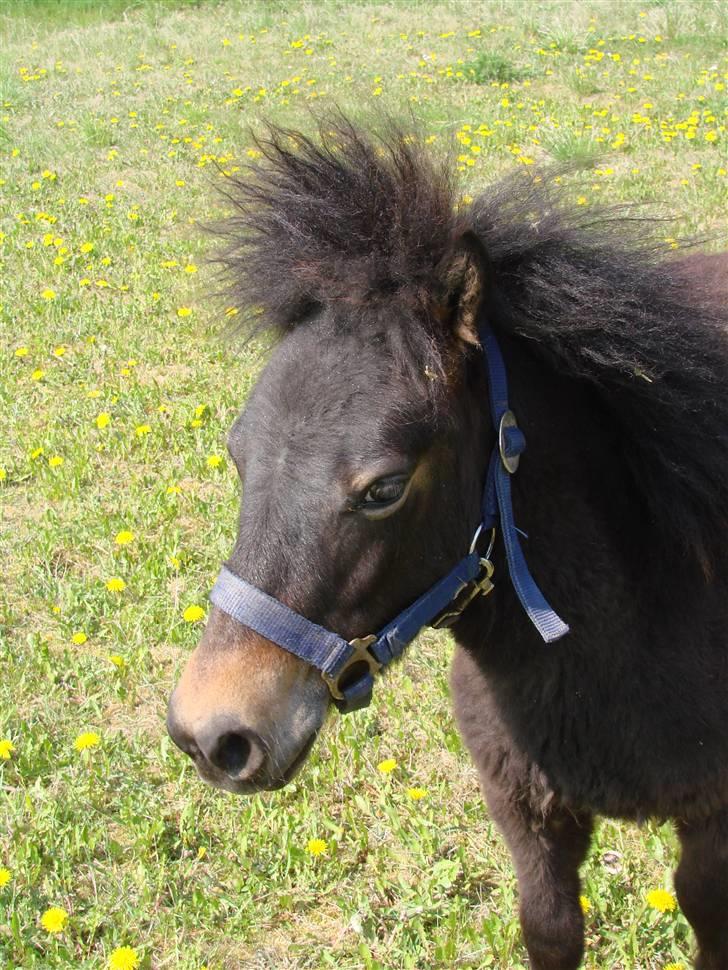 Shetlænder Pedro *Solgt* billede 16