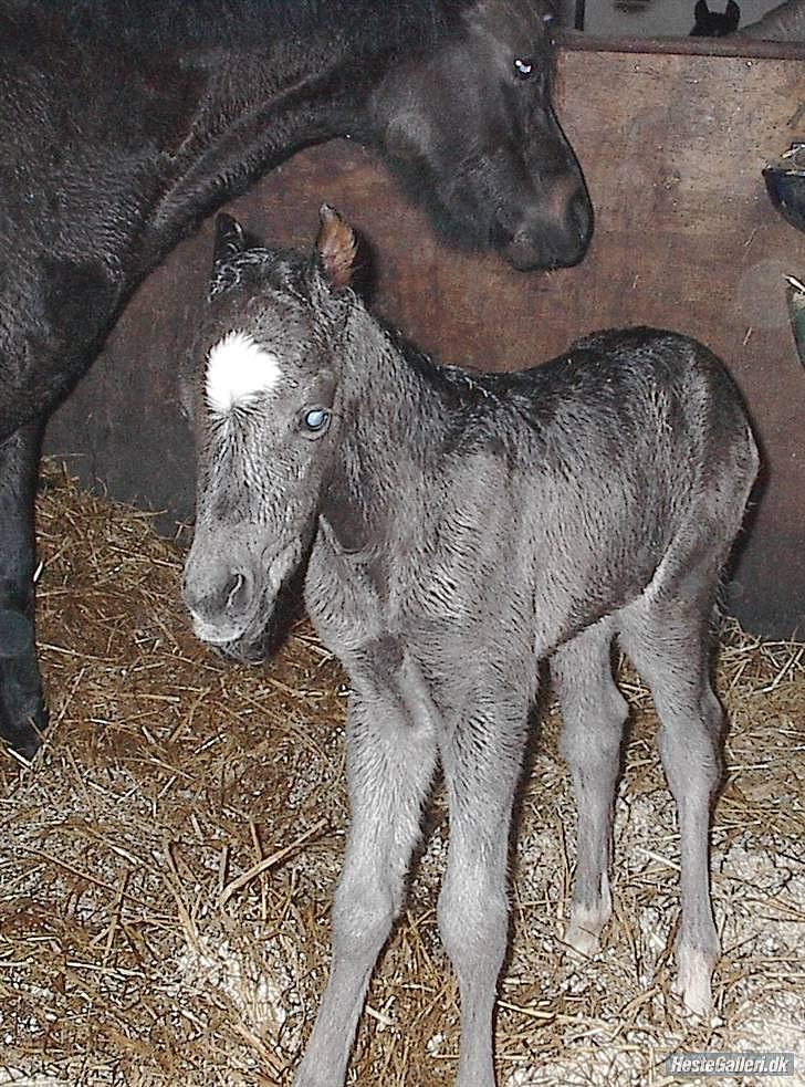 Welsh Pony (sec B) Bjerregaards Valentin (Valle) - Lille følle Valle. billede 19