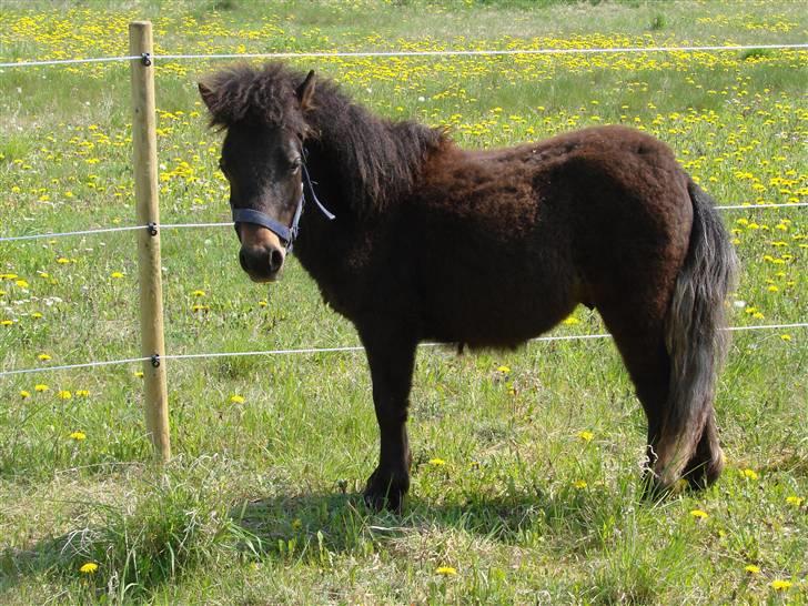 Shetlænder Pedro *Solgt* billede 17